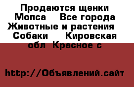 Продаются щенки Мопса. - Все города Животные и растения » Собаки   . Кировская обл.,Красное с.